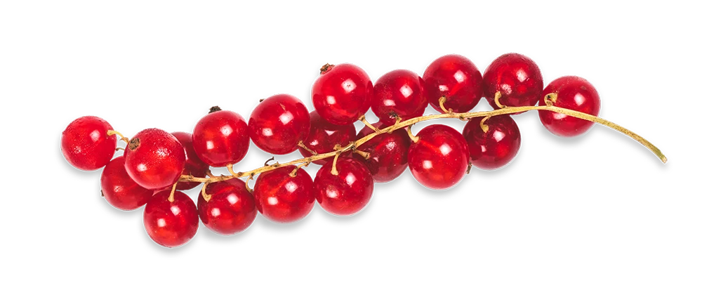 Ribisel Johannisbeeren